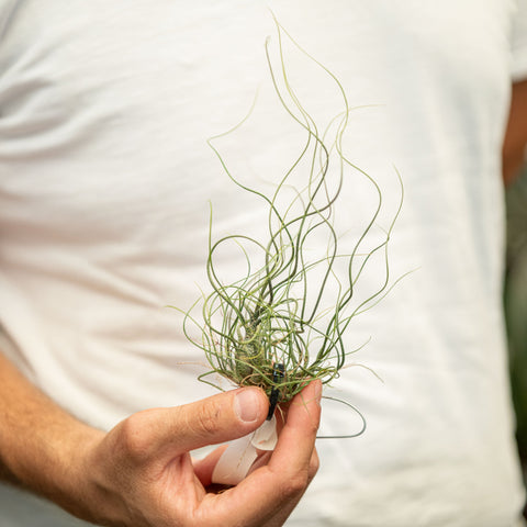 Simegarden Tillandsia butzii