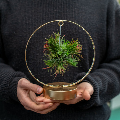 Simegarden Tillandsia composizioni