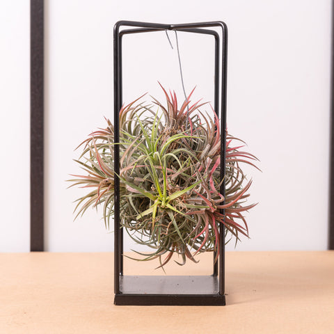 Simegarden Tillandsia pianta