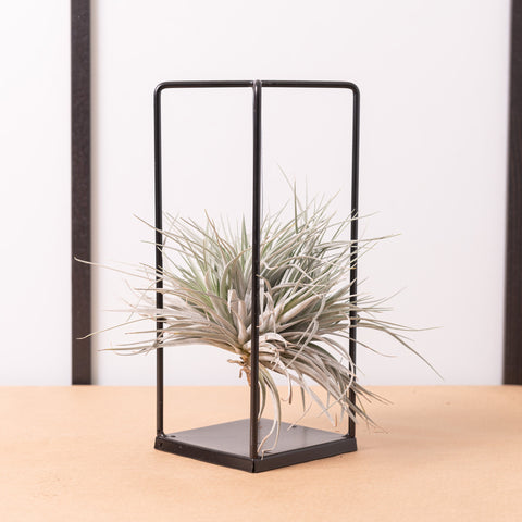 Simegarden Tillandsia pianta