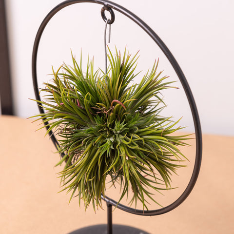 Simegarden Tillandsia pianta