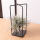 Simegarden Tillandsia pianta