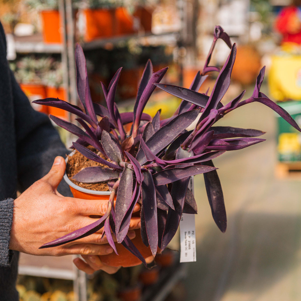 Tradescantia pallida – Simegarden