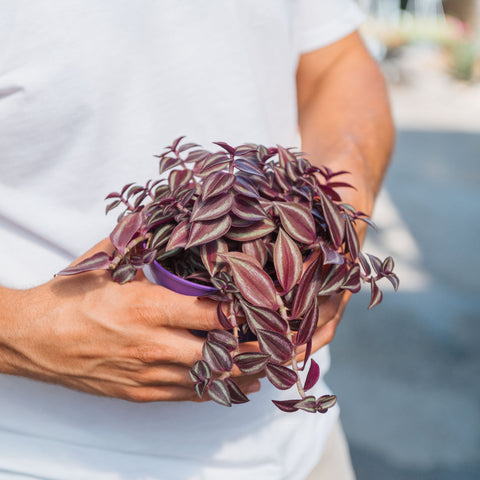 Simegarden Tradescantia purple passion 12 cm