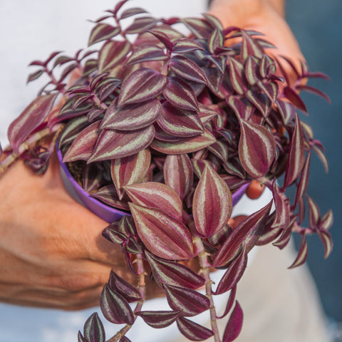 Simegarden Tradescantia purple passion 12 cm