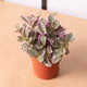 Simegarden Tradescantia sweetness 11 cm