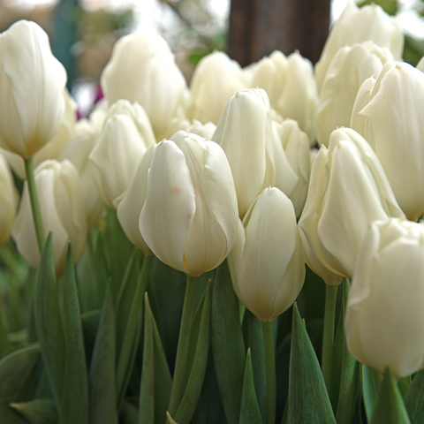 Simegarden Tulipano ivory floradale 7