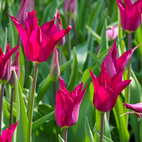 Simegarden Tulipano lily flowered mix 10