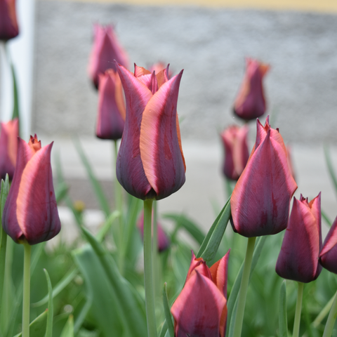 Simegarden Tulipano lily flowered mix 10