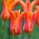 Simegarden Tulipano lily flowered mix 10