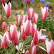 Simegarden Tulipano peppermint stick 10