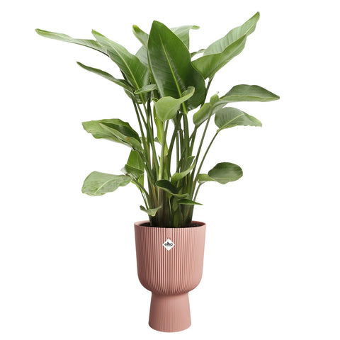 Simegarden Vaso a coppa Vibes fold