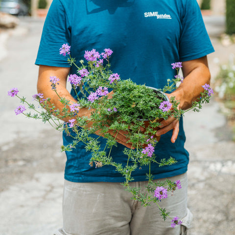 Simegarden Verbena hybrida 15 cm