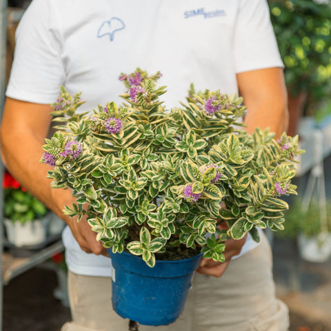 Simegarden Veronica variegata