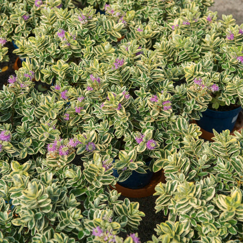 Simegarden Veronica variegata