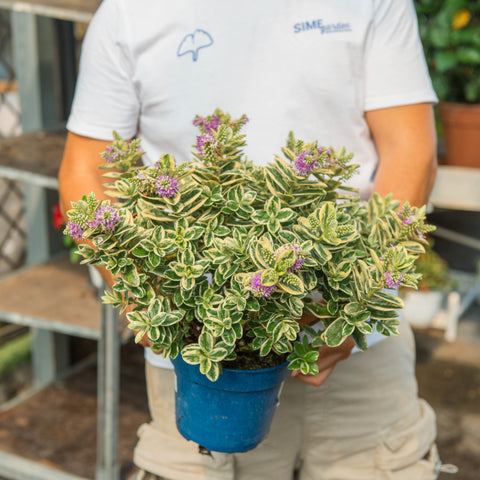 Simegarden Veronica variegata