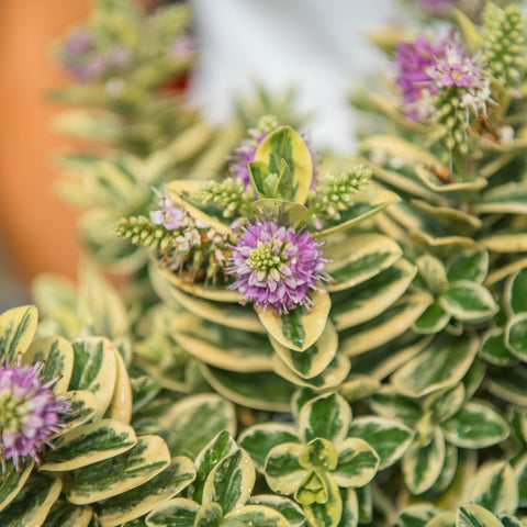 Simegarden Veronica variegata