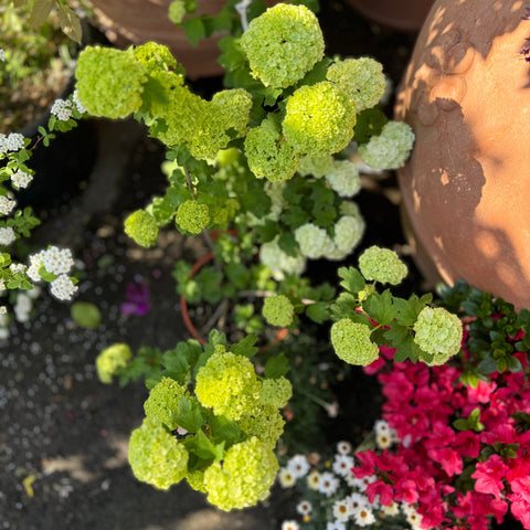 Simegarden Viburnum palla di neve 24 cm