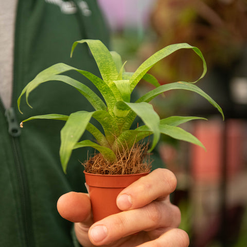 Simegarden Vriesea ospinae Forest 5.5 cm