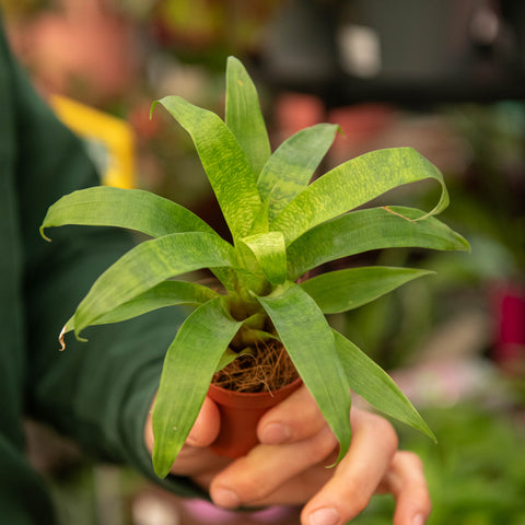 Simegarden Vriesea ospinae Forest 5.5 cm