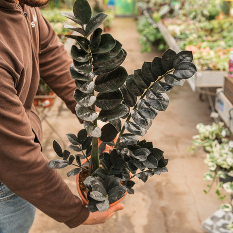 Simegarden Zamioculcas zamiifolia “Raven” 17 cm