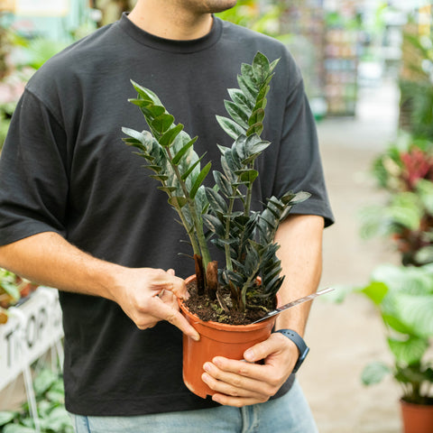 Simegarden Zamioculcas zamiifolia “Raven” 17 cm