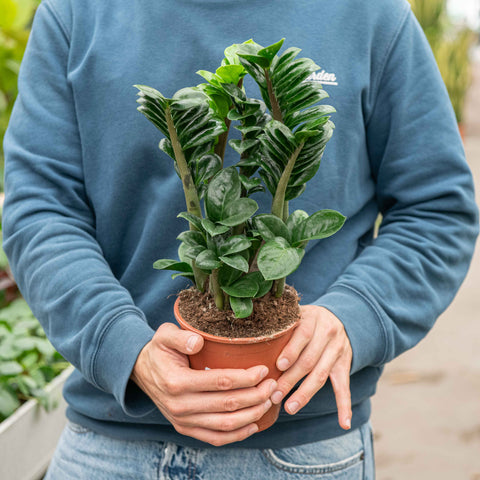 Simegarden Zamioculcas zenzi 14 cm