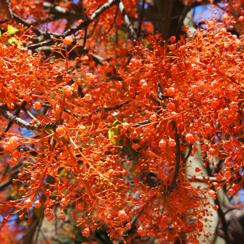 Brachychiton acerifolius