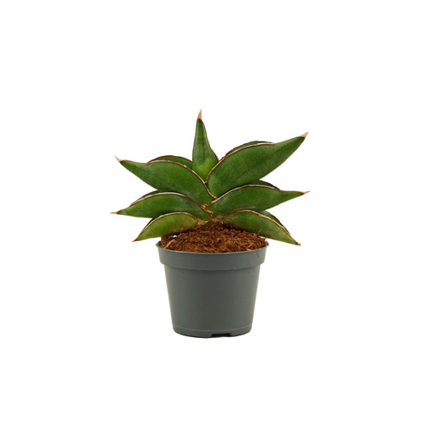 Sansevieria stylish fan