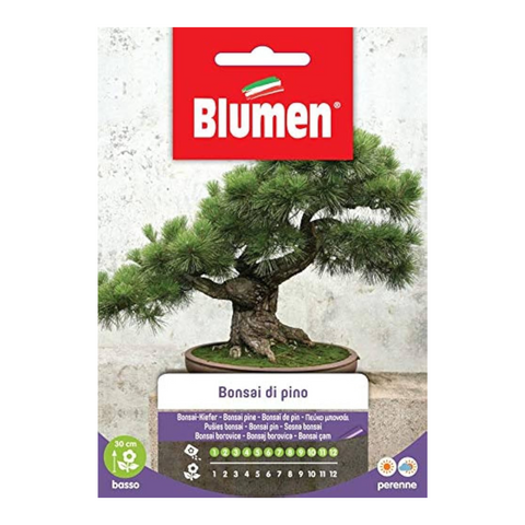 Semi di bonsai di Pino