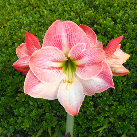 Amaryllis rosa