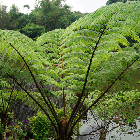 Cyathea cooperi