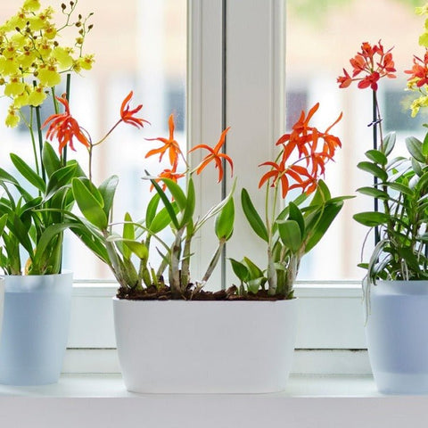 Vaso per orchidea trasparente brussels – Simegarden