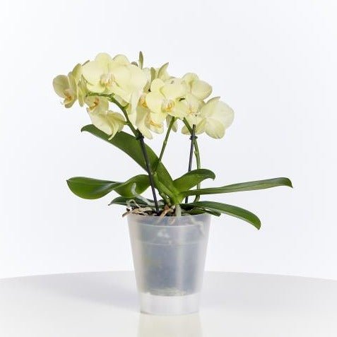 Euro3plast Vaso per orchidee Clivio satinato