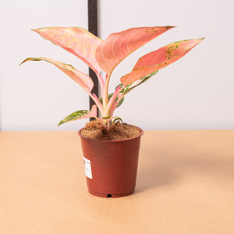 hamiplant Aglaonema flamingo 12cm / Pianta da interno