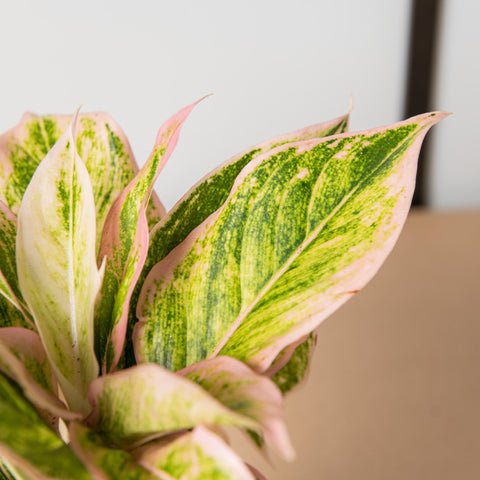 hamiplant Aglaonema lipstick 12cm / Pianta da interno