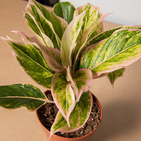 hamiplant Aglaonema lipstick 12cm / Pianta da interno