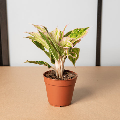 hamiplant Aglaonema lipstick 12cm / Pianta da interno