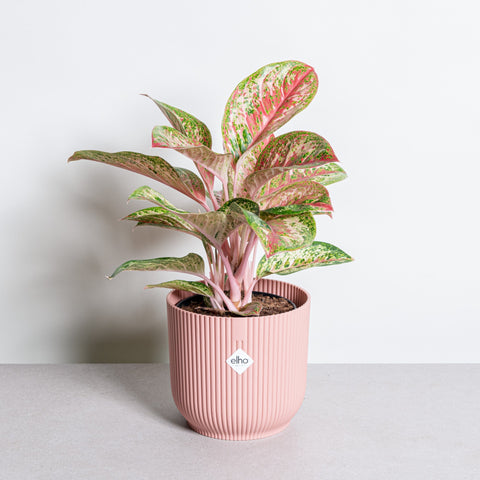 hamiplant Aglaonema painted celebration 19 cm