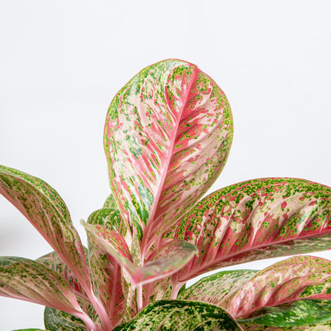 hamiplant Aglaonema painted celebration 19 cm