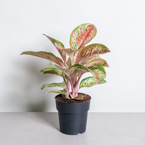 hamiplant Aglaonema painted celebration 19 cm