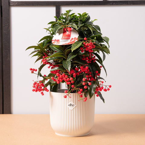 hamiplant Ardisia in vibes 16cm / Vibes fold round - Silky white