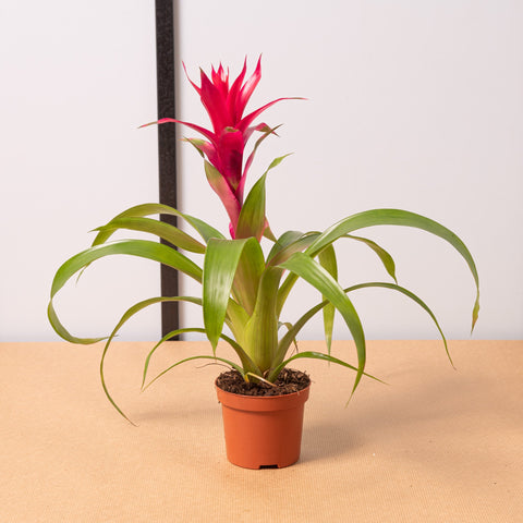 hamiplant Bromelia 9cm