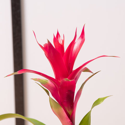 hamiplant Bromelia 9cm