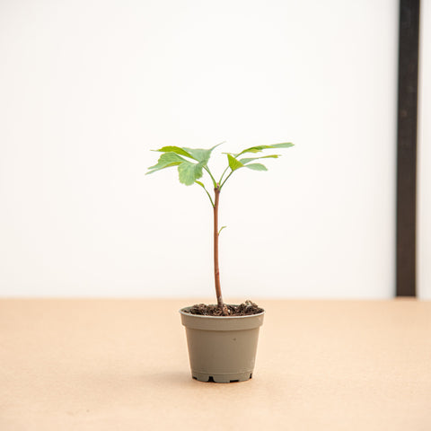 hamiplant Ginkgo biloba 5.5 / 10-15cm / Giovane albero - in inverno è spoglio