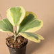 hamiplant Hoya kerrii variegata ramificata 7 cm