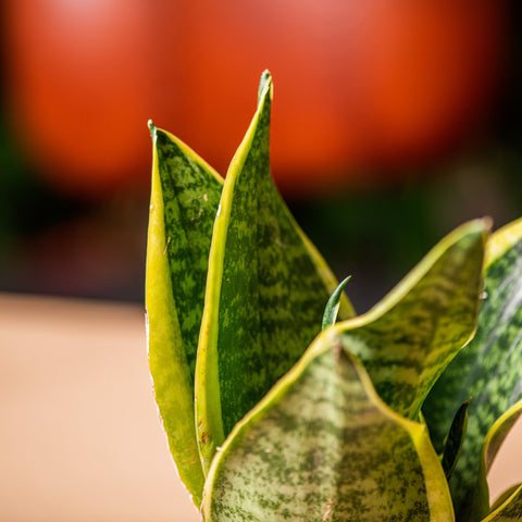 hamiplant Sansevieria futura superba