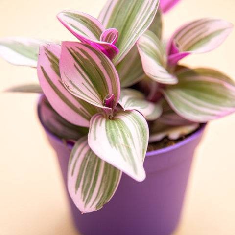 hamiplant Tradescantia nanouk 10 cm