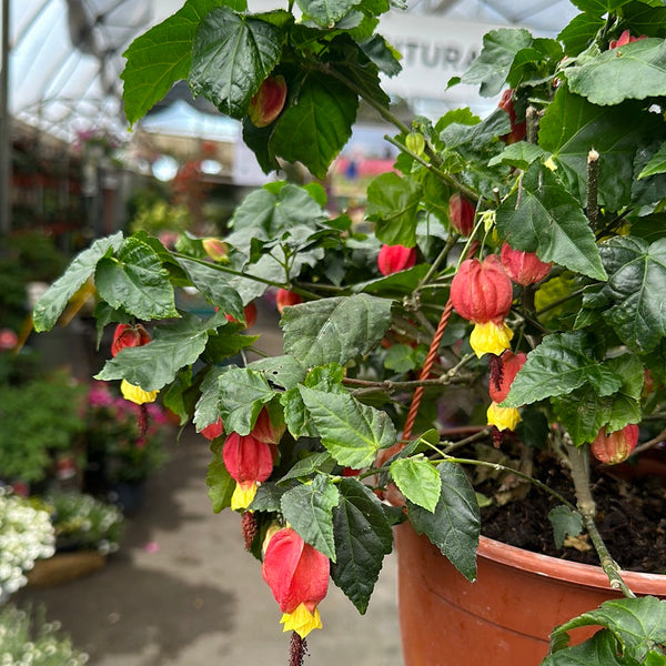 Abutilon megapotamicum