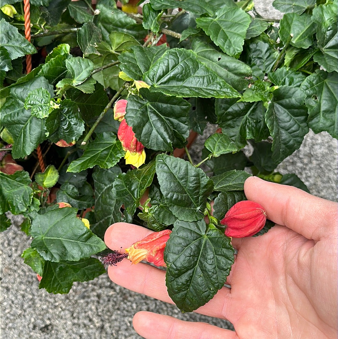 Abutilon megapotamicum